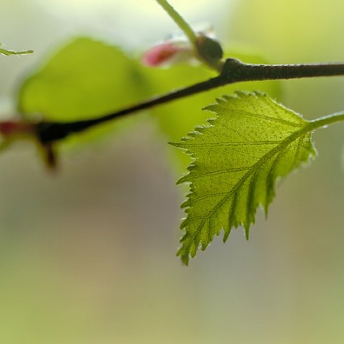 Relax Mist LINDEN & BIRCH