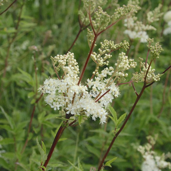 Meadowsweet Hydrolat (Lithuania)