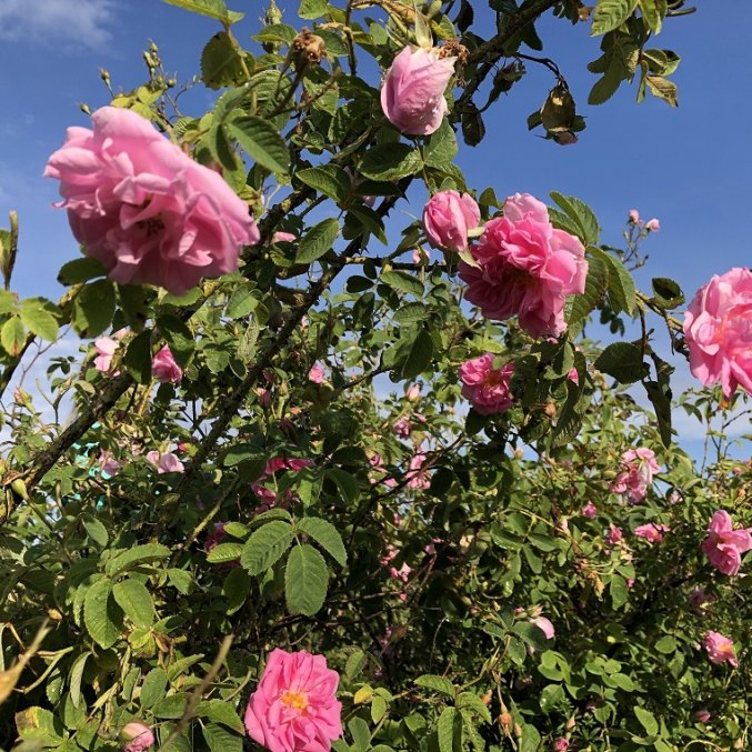 Rožės - sudėtinė „Lengvas ciklas“ aromaterapinio eterinių aliejų mišinio dalis