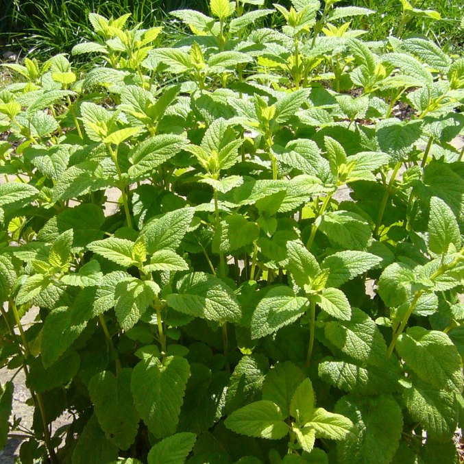 Sleep Ritual Mist Lemon Balm