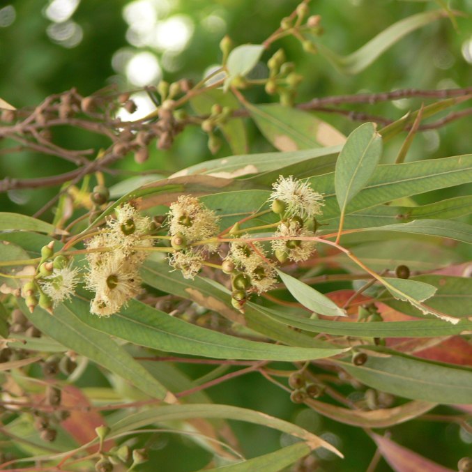 Eucalyptus essential oil