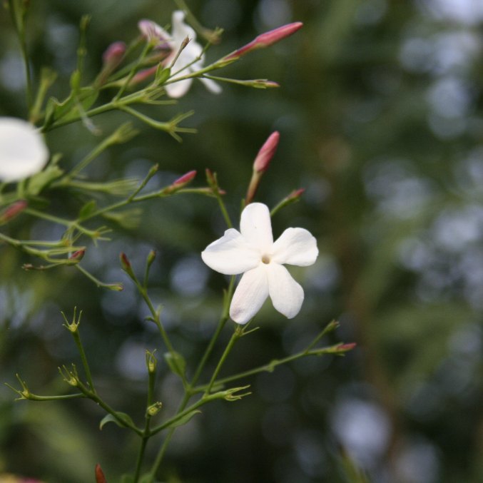 Jasmine Grandiflorum absolute, flower