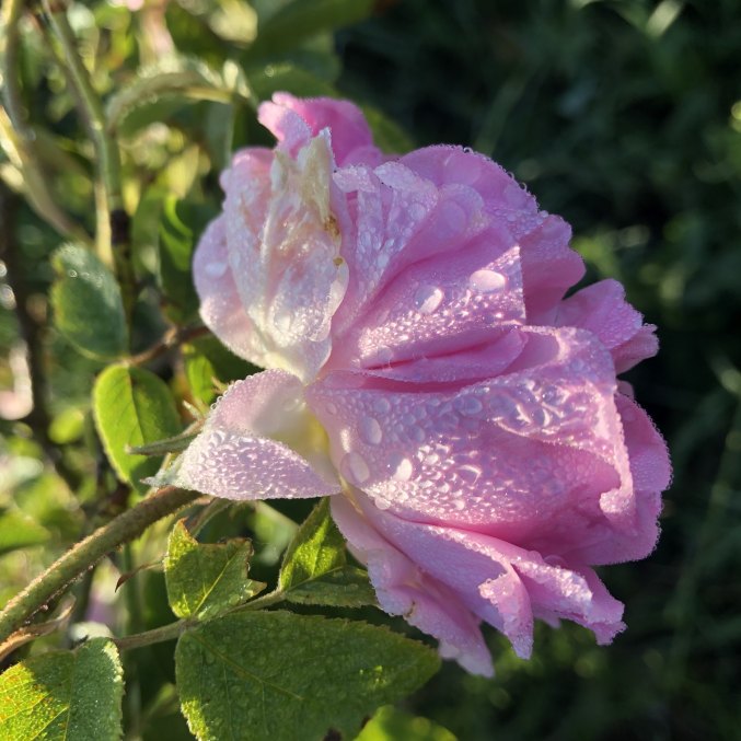 ROSE FLUID Aromatherapy Moisturiser