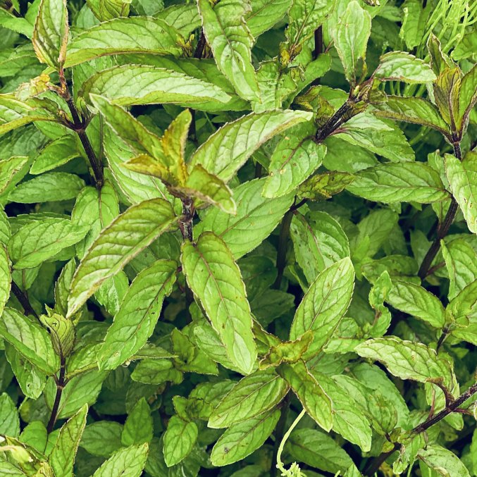 Peppermint for distilation