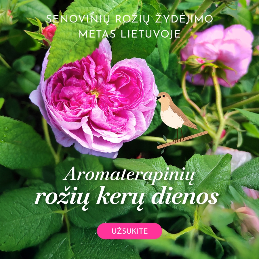 Rožių aromaterapija
