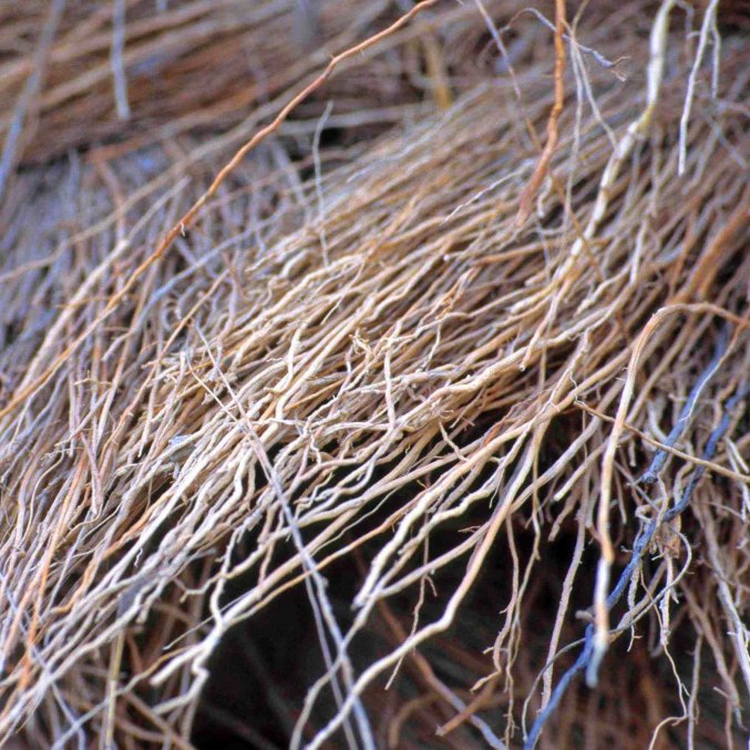 Vetiver essential oil