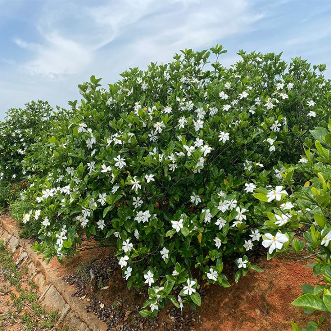 Kvapiųjų gardenijų žiedų CO2 ekstraktas, gardenia jasminoides, Kvapų namai