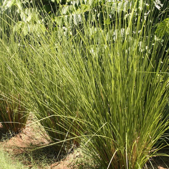 Vetiver essential oil