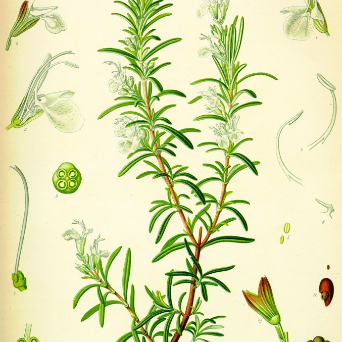 Rosemary extract (antioxidant)