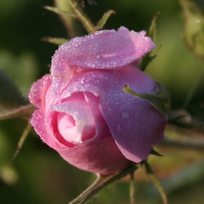 Deodorant COOLING ROSES