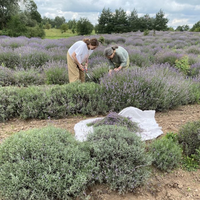 Lithuanian true lavender essential oil (limited quantity, 2025 harvest)