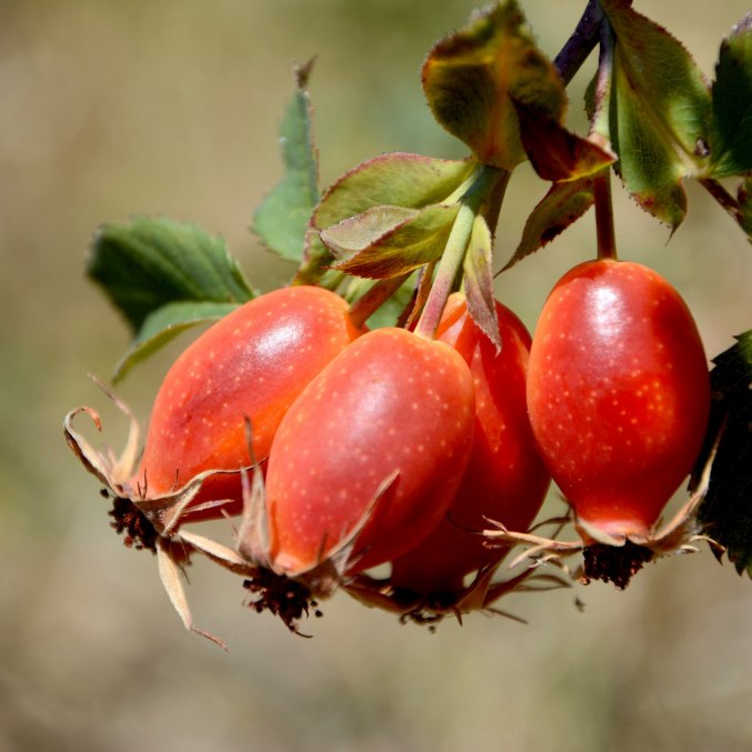 Rosehip fruit oil (extract), berries