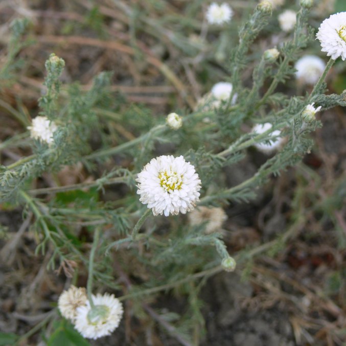 Anthemis nobilis L. Chamaemelum nobile L. All. Kilnioji didramunė. Roman chamomile