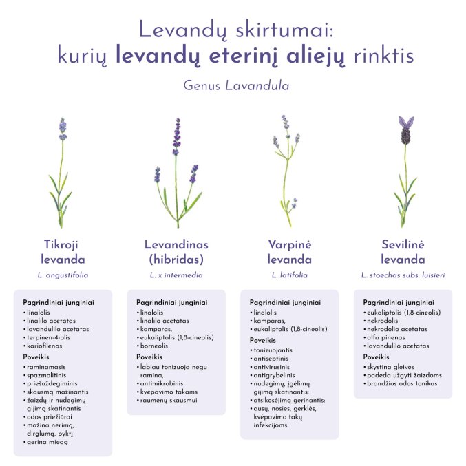 Lavandula types and uses