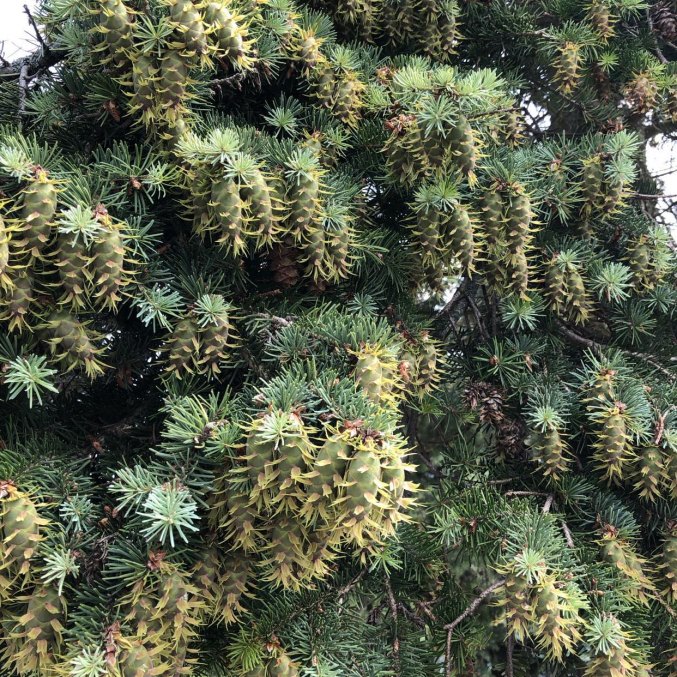 Douglas Fir essential oil