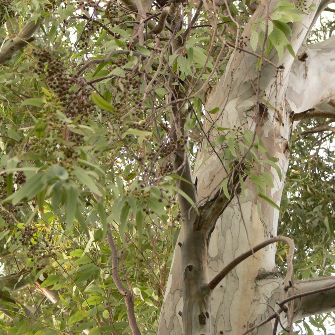 Eucalyptus essential oil