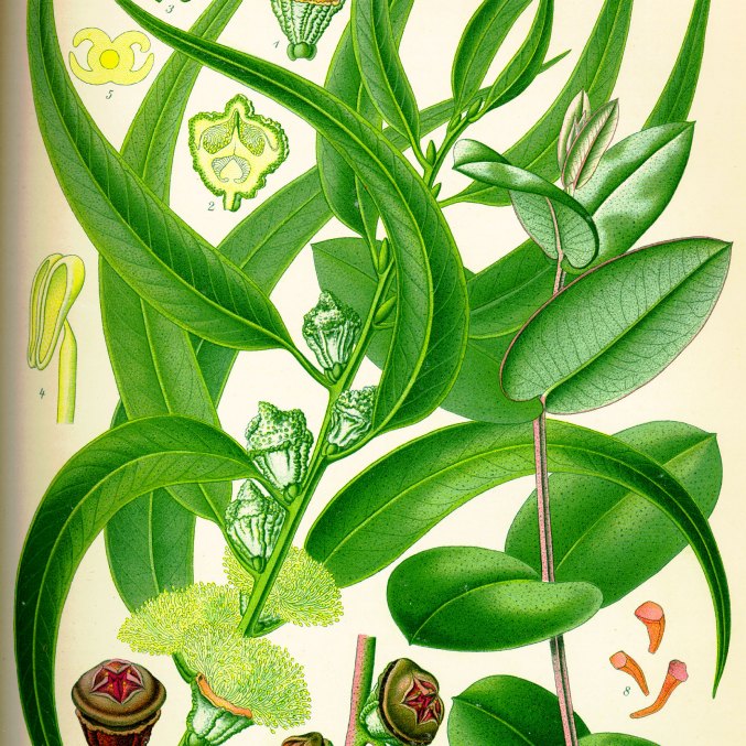 Eucalyptus essential oil, drawing