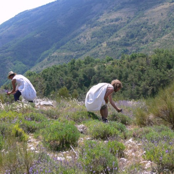 Laukinių levandų rinkimas Provanso Alpėse iš kurių distiliuojamas eterinis aliejus