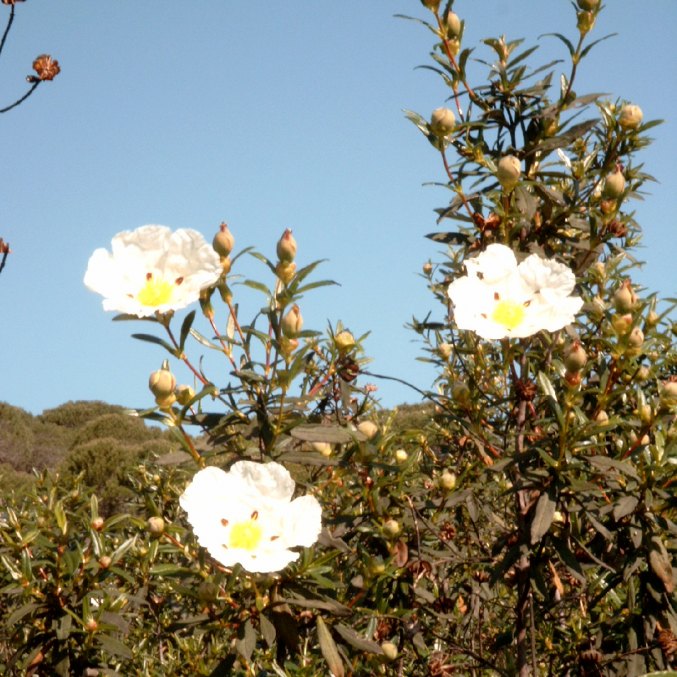 Švitrūnų hidrolatas (Cistus ladanifer)