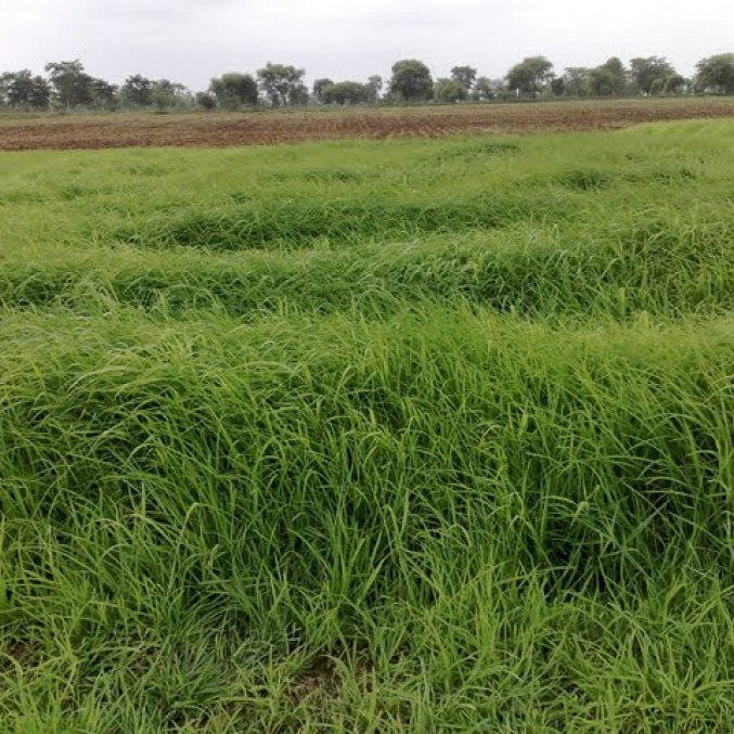 Citronella essential oil field