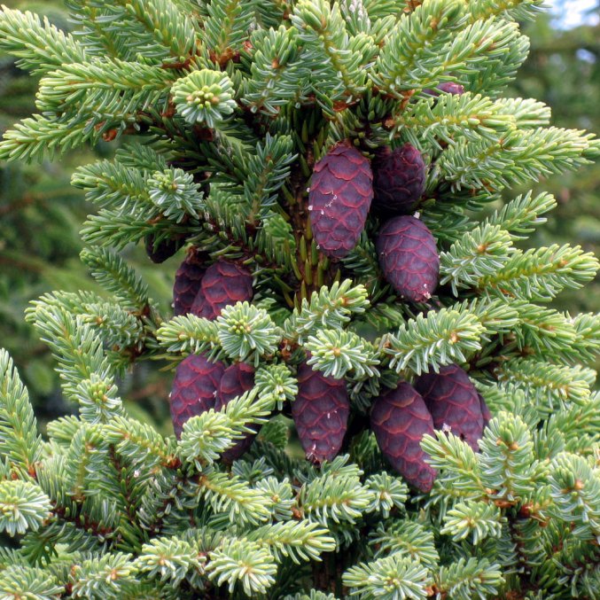 Black Spruce essential oil, Picea mariana