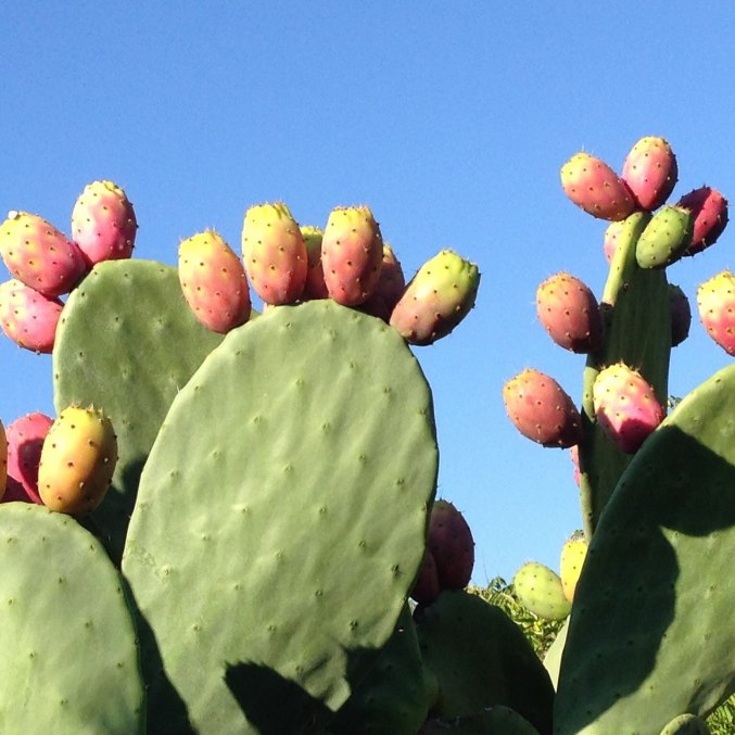 Prickly pear seed oil, cactus