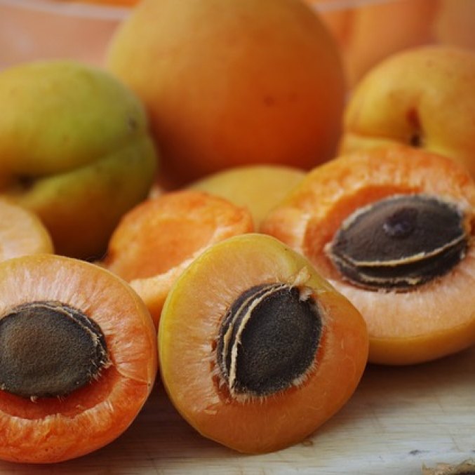 Apricot Kernel oil fruits