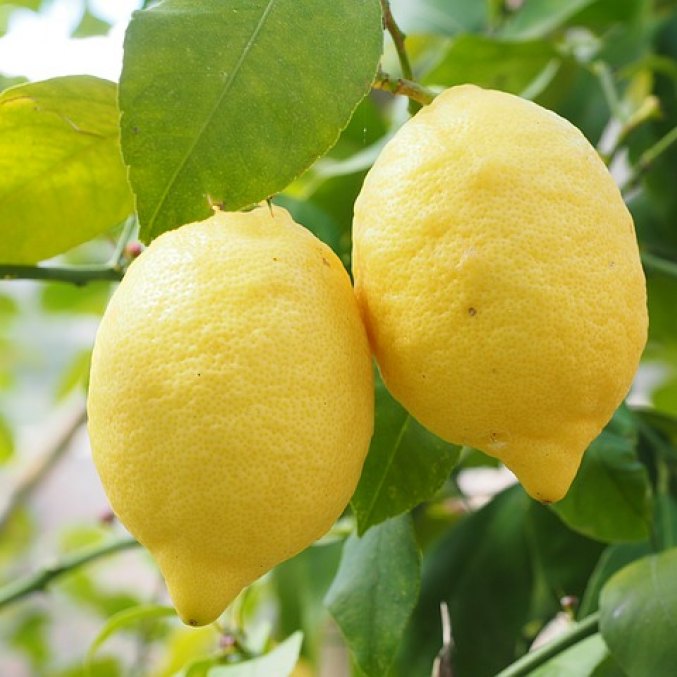 Lemon essential oil, distilled, by Kvapų namai