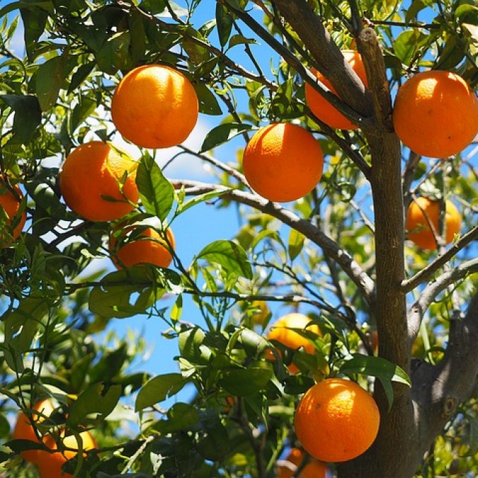 Orange essential oil. tree