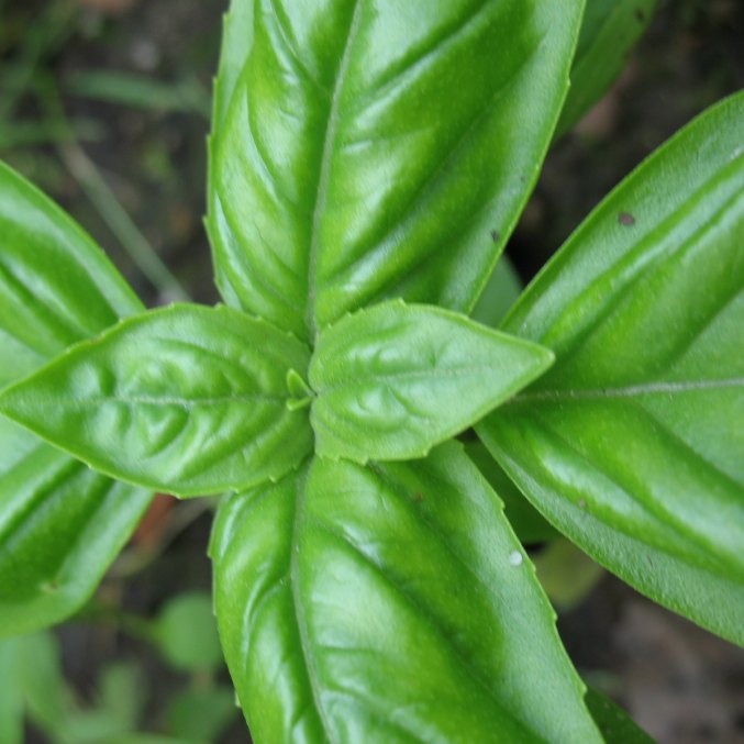 Basil essential oil, plant