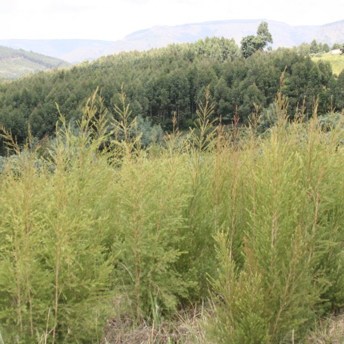 Tea Tree plants in SA