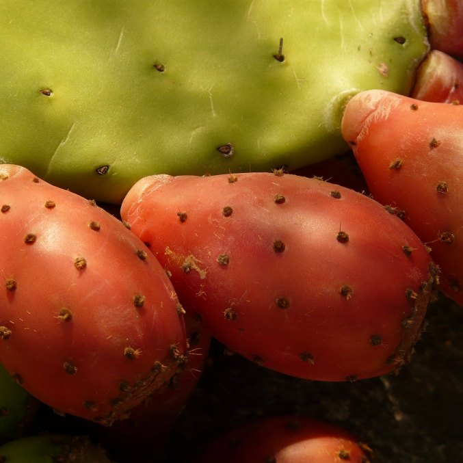 Prickly pear seed oil, fruit