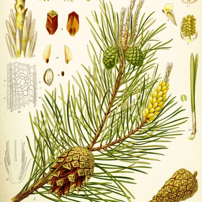 Pine essential oil, drawing