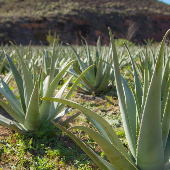 Aloe Vera Gel, Organic 100ml