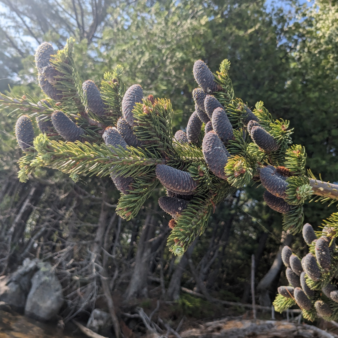 Kėnių balzaminių eterinis aliejus, Abies basamea