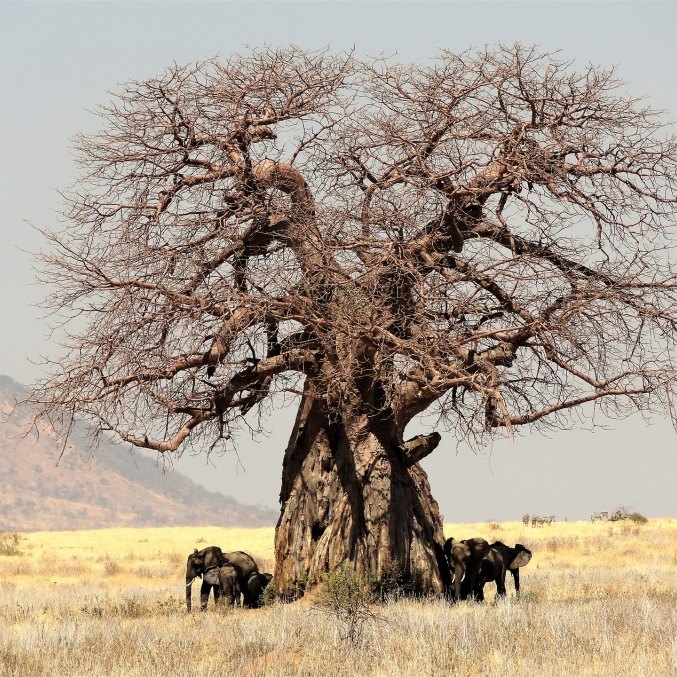 Baobabų aliejus, medis