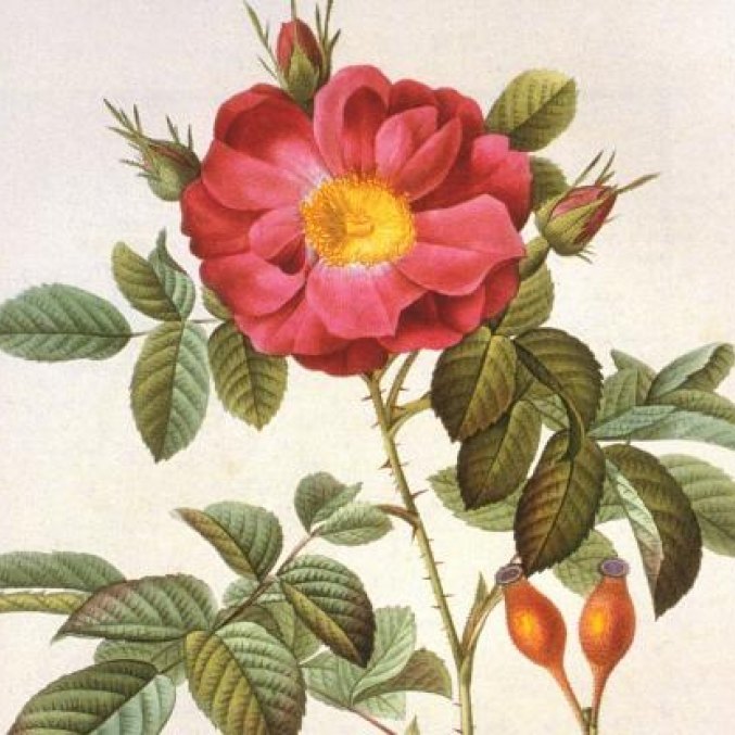 Senovinis rožių piešinys