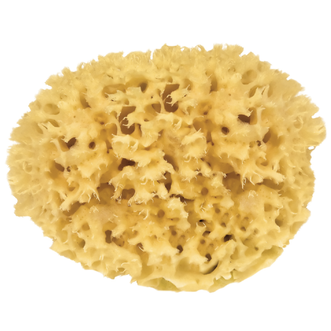 Natural SEA Sponge