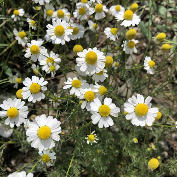 Roman chamomile Sleep Mist