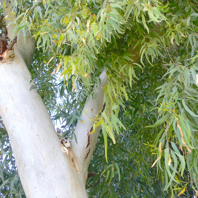 Eucalyptus Hydrolat