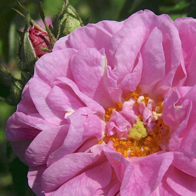 KVAPU NAMAI Bulgarian Rose Oil is distilled from rose fresh blossoms, collected early in the morning