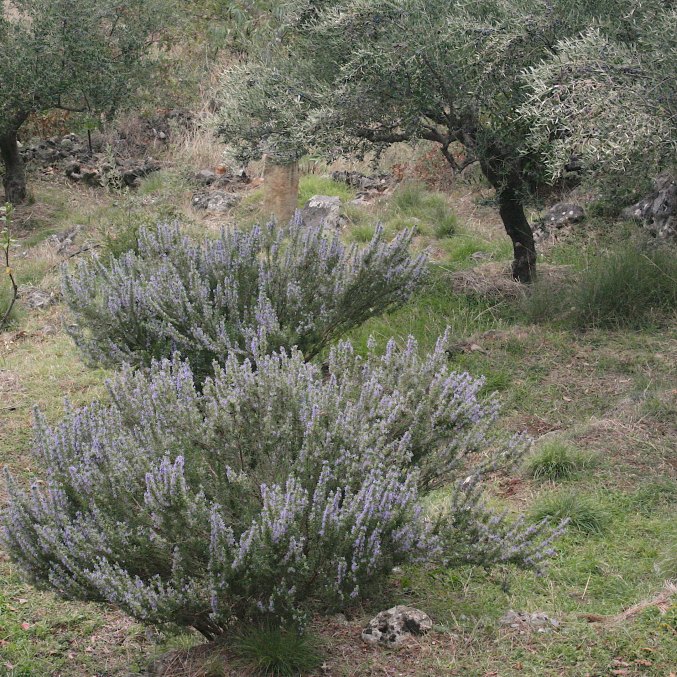 Rosemary bush