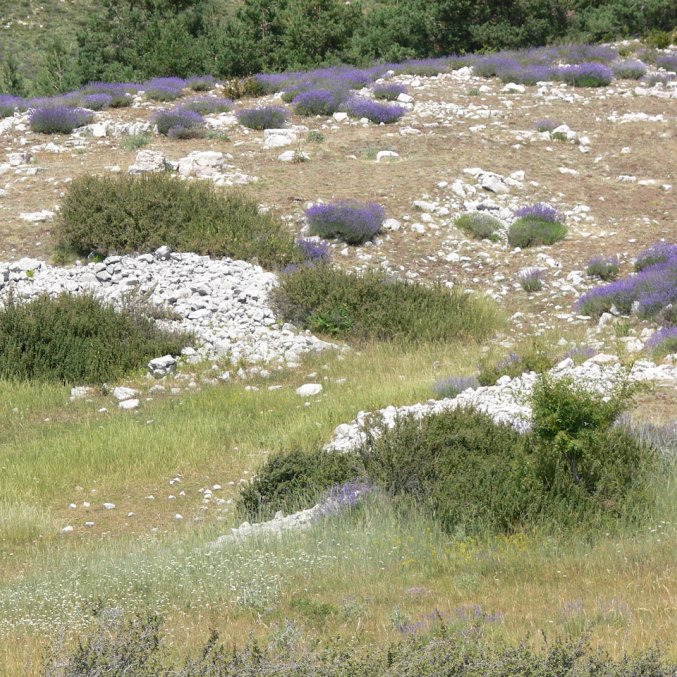 Laukinių levandų kalnų pieva Provanse iš kurių distiliuojamas eterinis aliejus