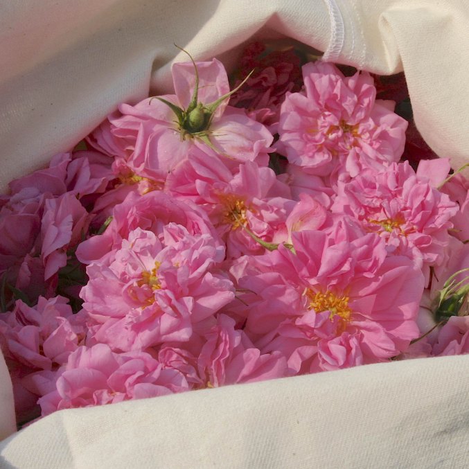 Damaskinės rožės - pagrindinis natūralaus veido serumo ingredientas