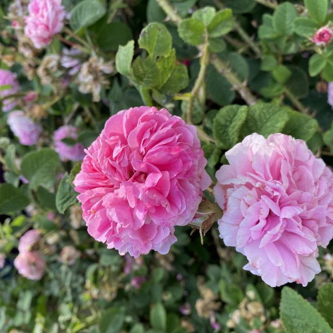 Šimtalapių rožių Rosa de Mai, eterinis aliejus