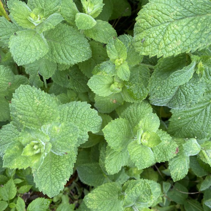 Spearmint essential oil