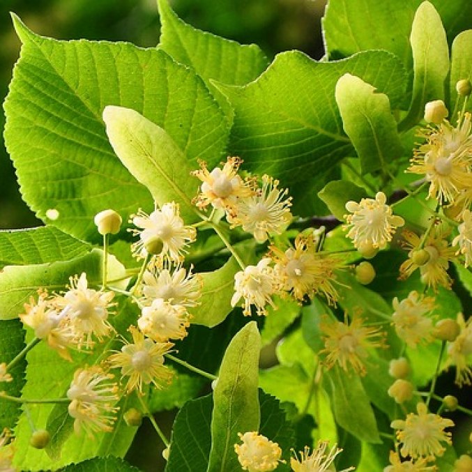 Aromatherapy Relax Mist. Linden flower
