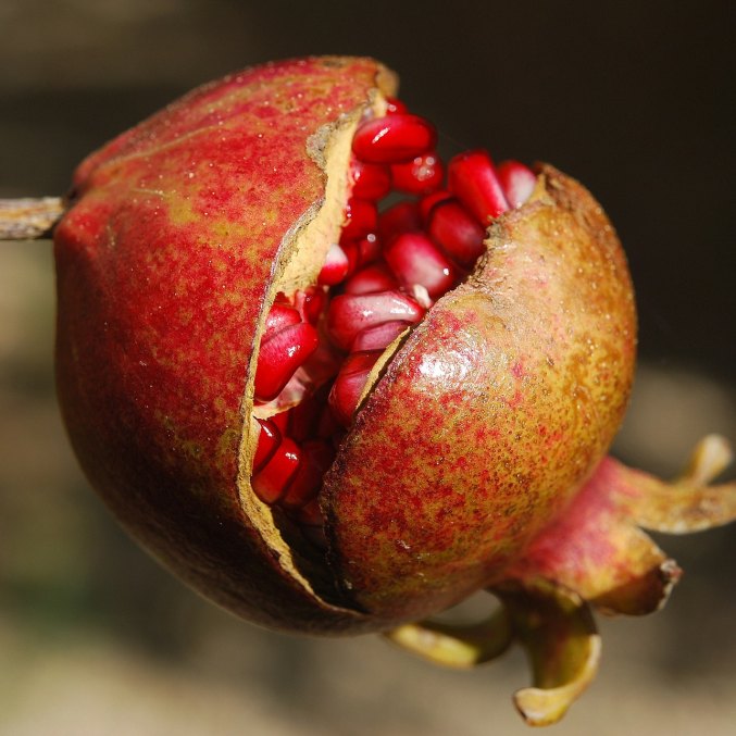 Pomegranate seed oil (CO2 extraction), fruit