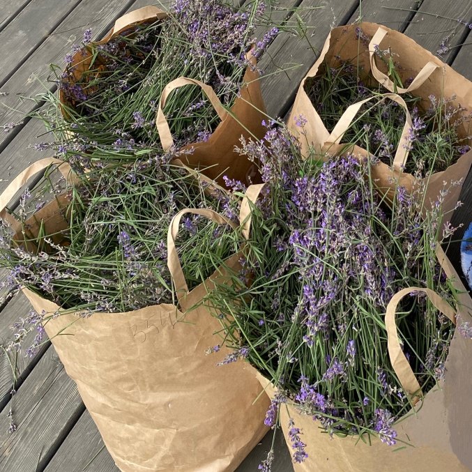 Lithuanian true lavender essential oil (limited quantity, 2025 harvest)