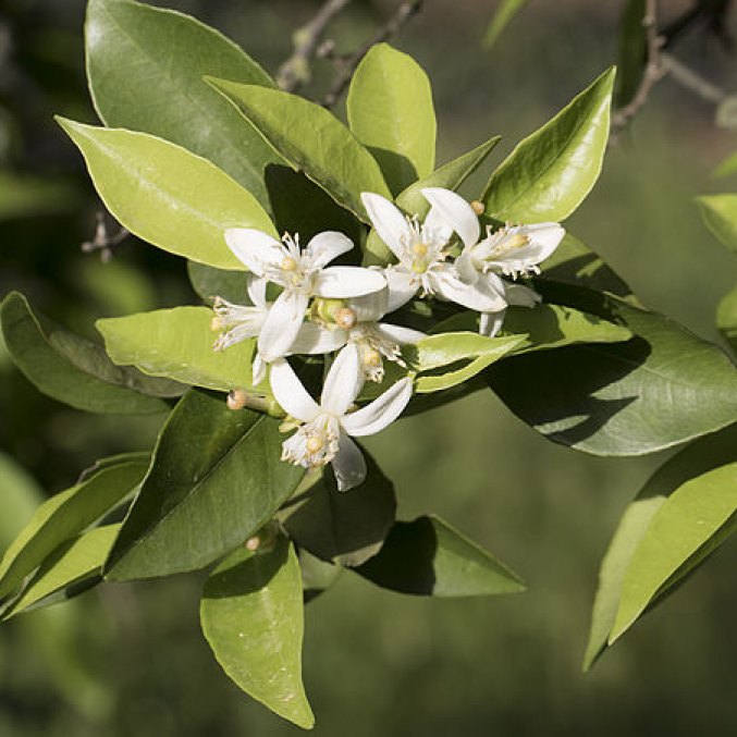 Neroli, orange tree blossoms